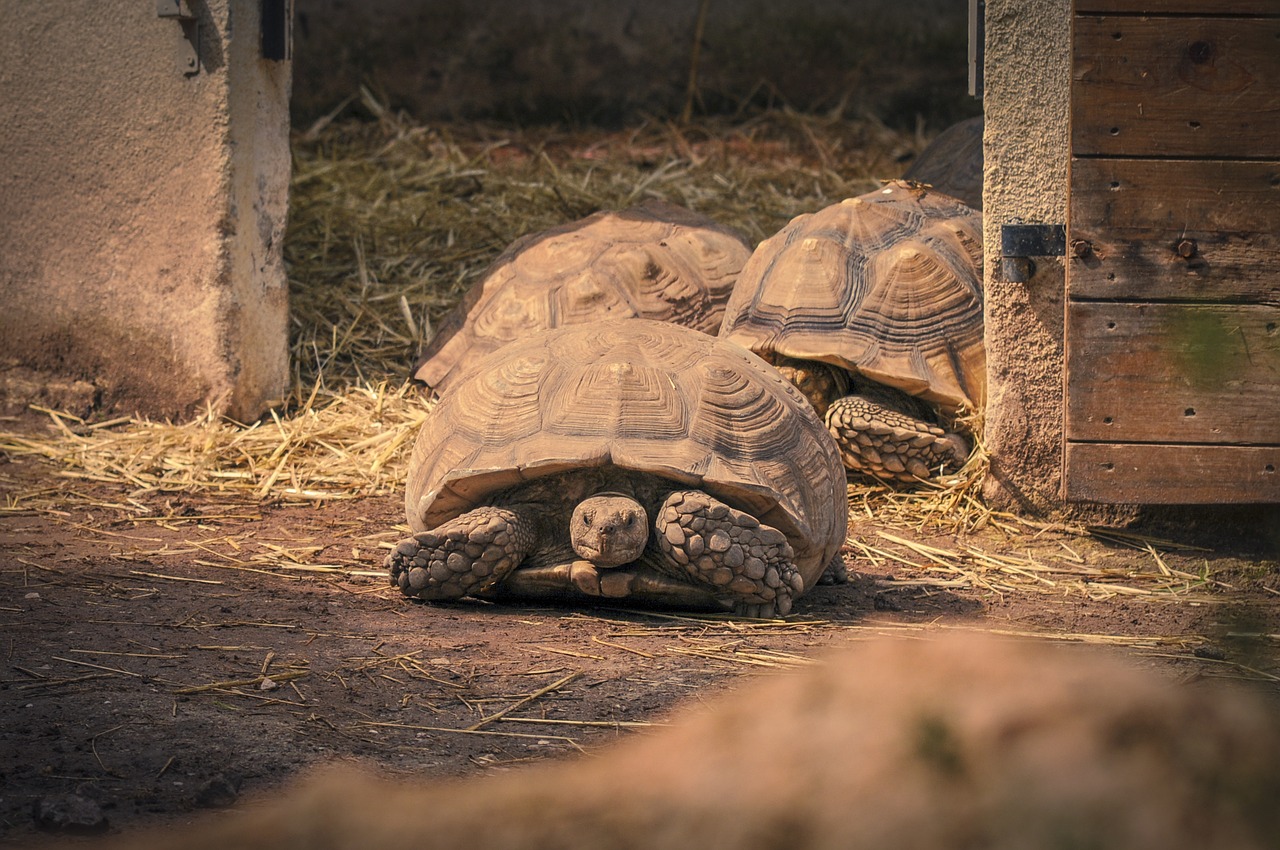 turtle panzer tortoise free photo