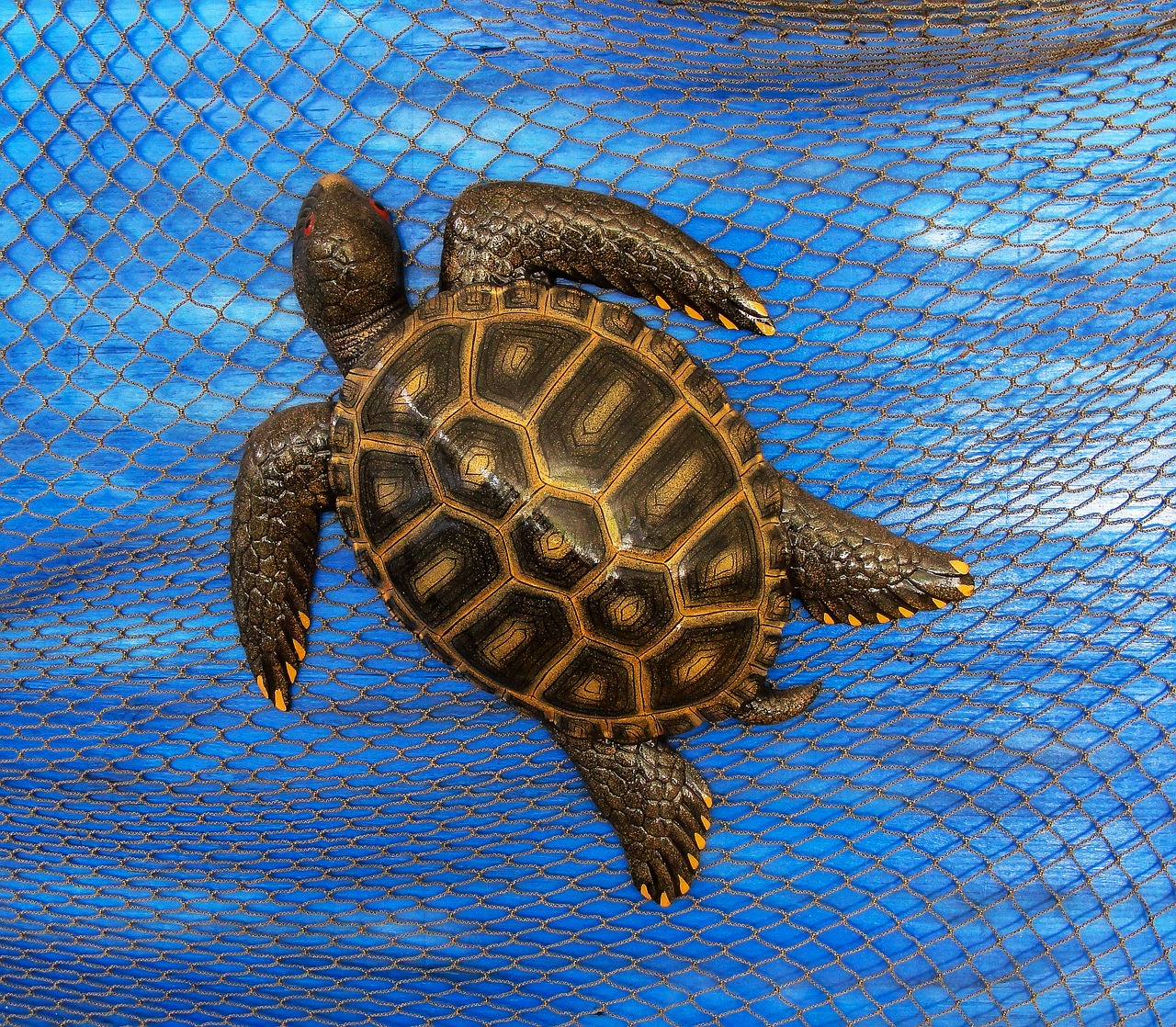 turtle fishing net shell free photo