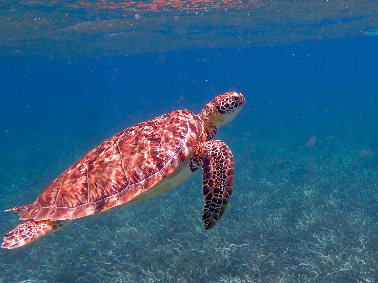 turtle belize ocean free photo