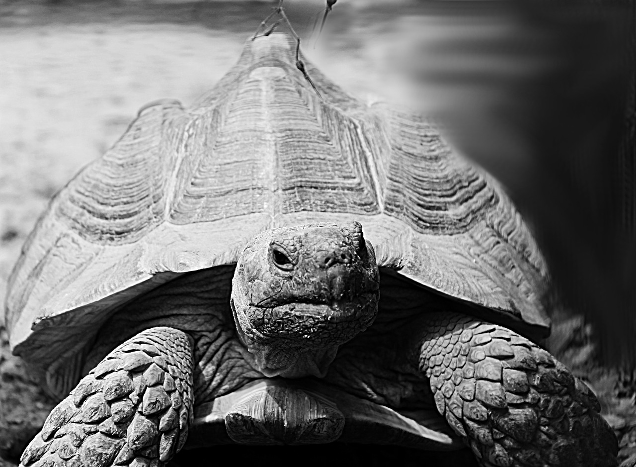 turtle animal grey free photo