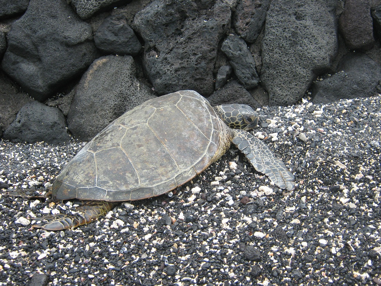 turtle animal hawaii free photo