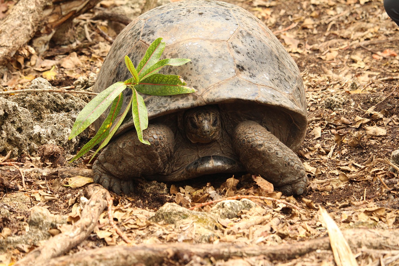 turtle mauritius nature free photo