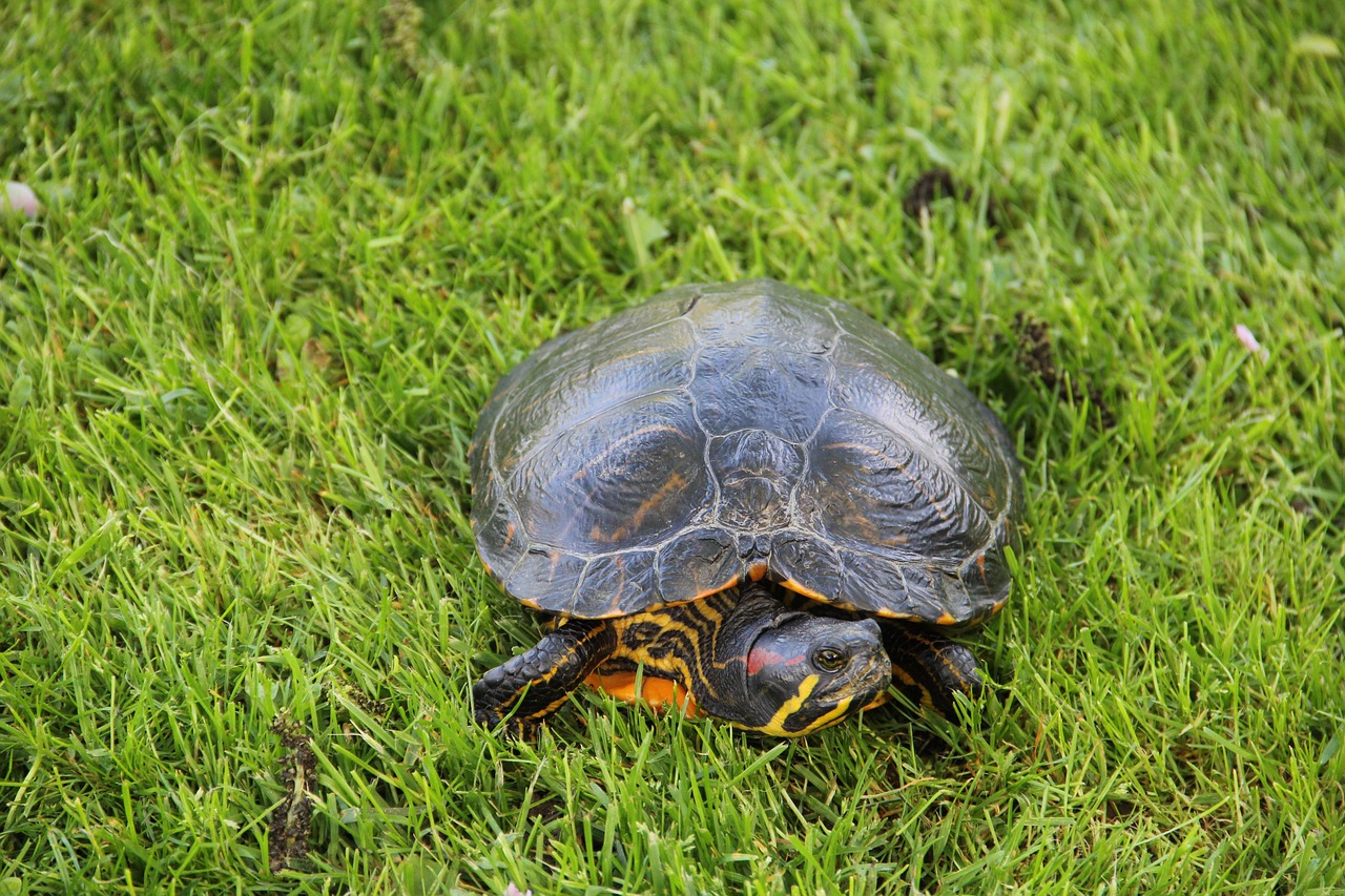 turtle nature animals free photo