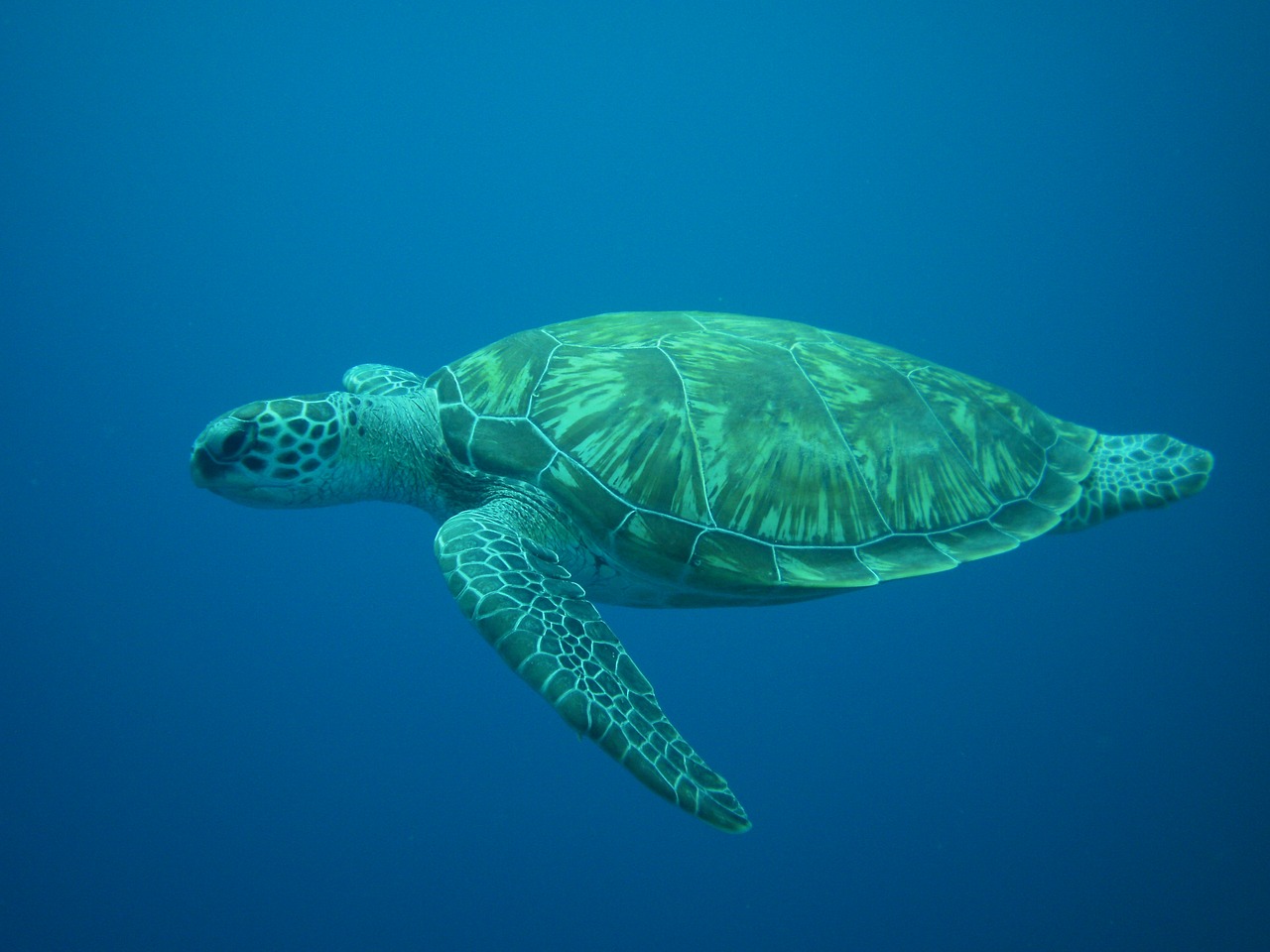 turtle diving sea free photo