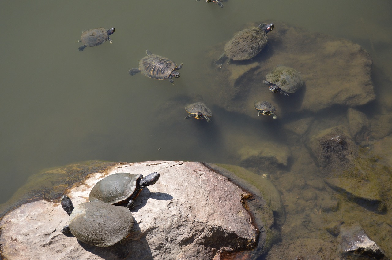 turtle turtles water free photo