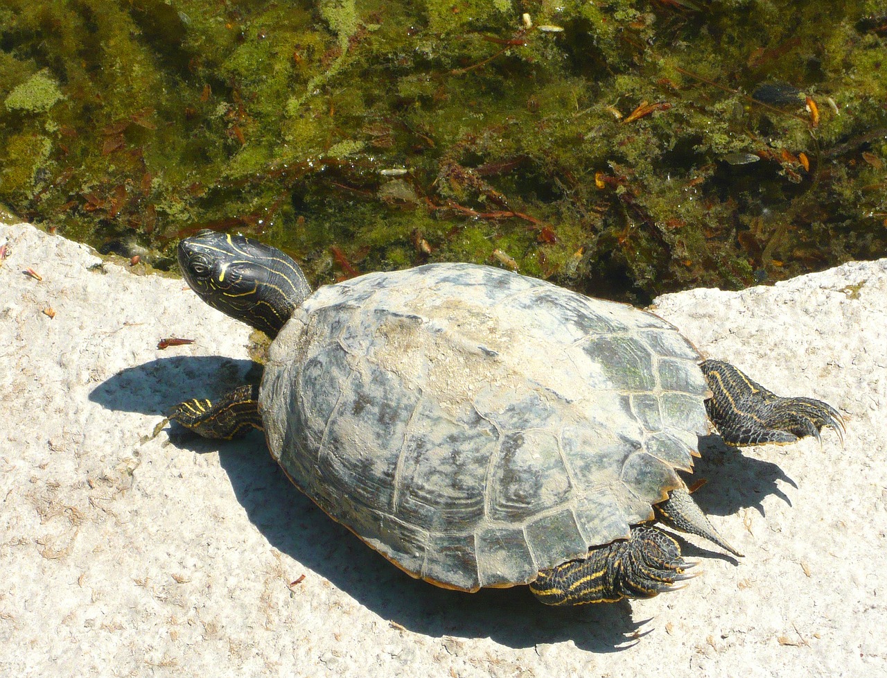 turtle water turtle turtles free photo