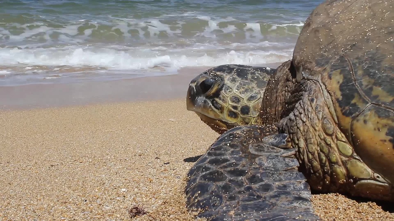 turtle hawaii sea free photo