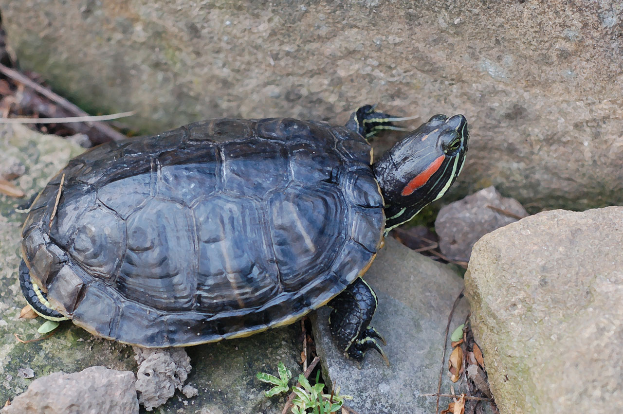 turtle wild garden free photo