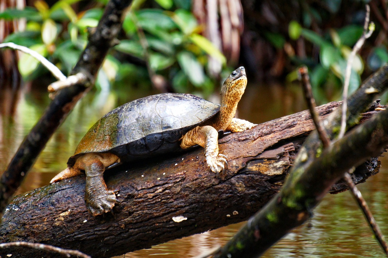 turtle river tortuguero free photo