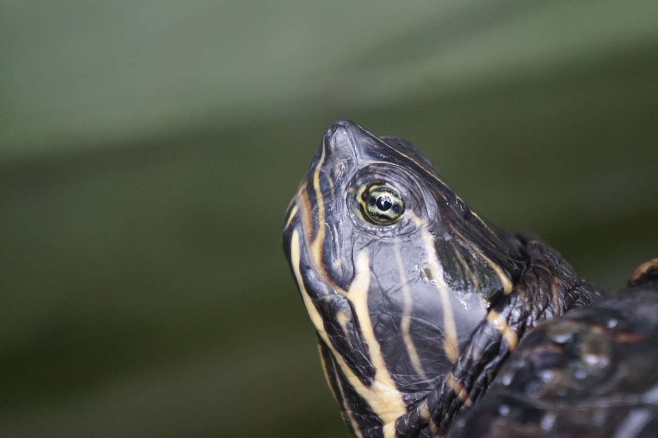 turtle animal slowly free photo