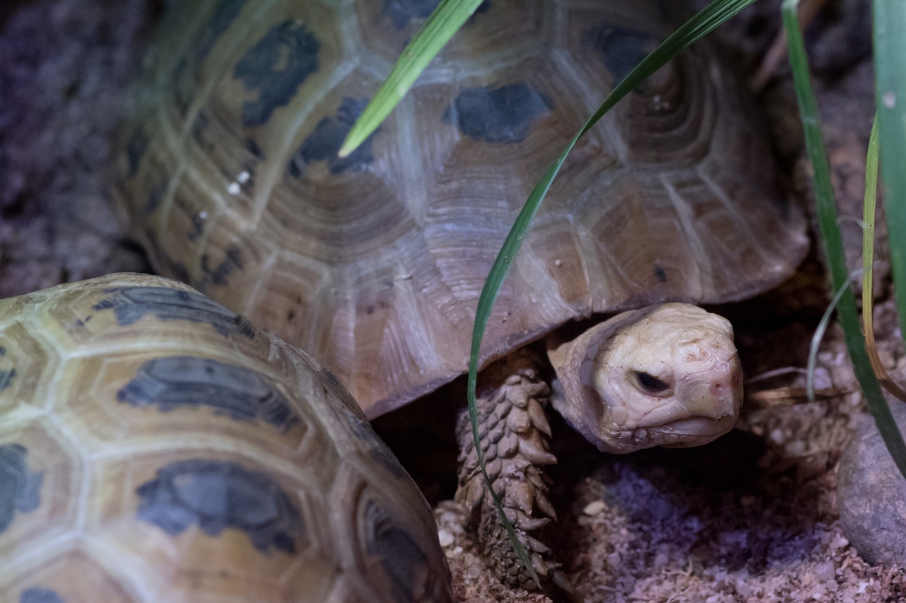 turtle zoo animal free photo