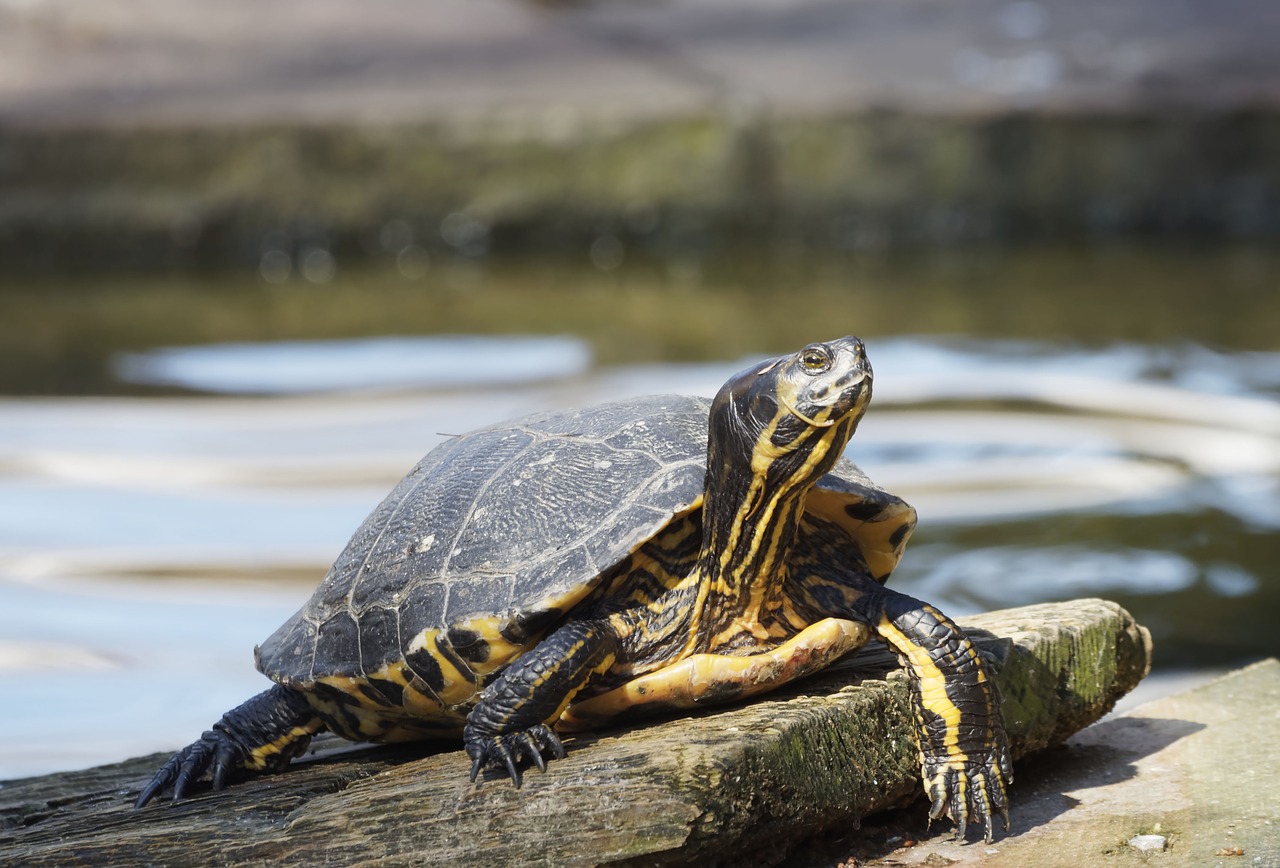 turtle aquatic animal animals free photo