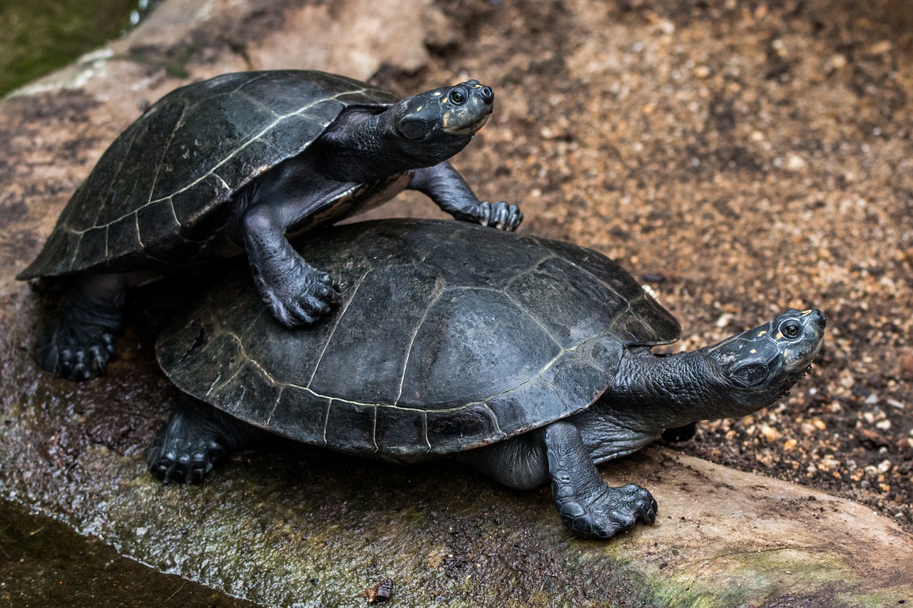 turtle turtles water turtle free photo