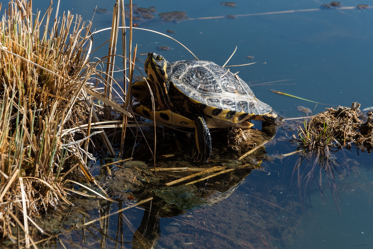 turtle lake reed free photo