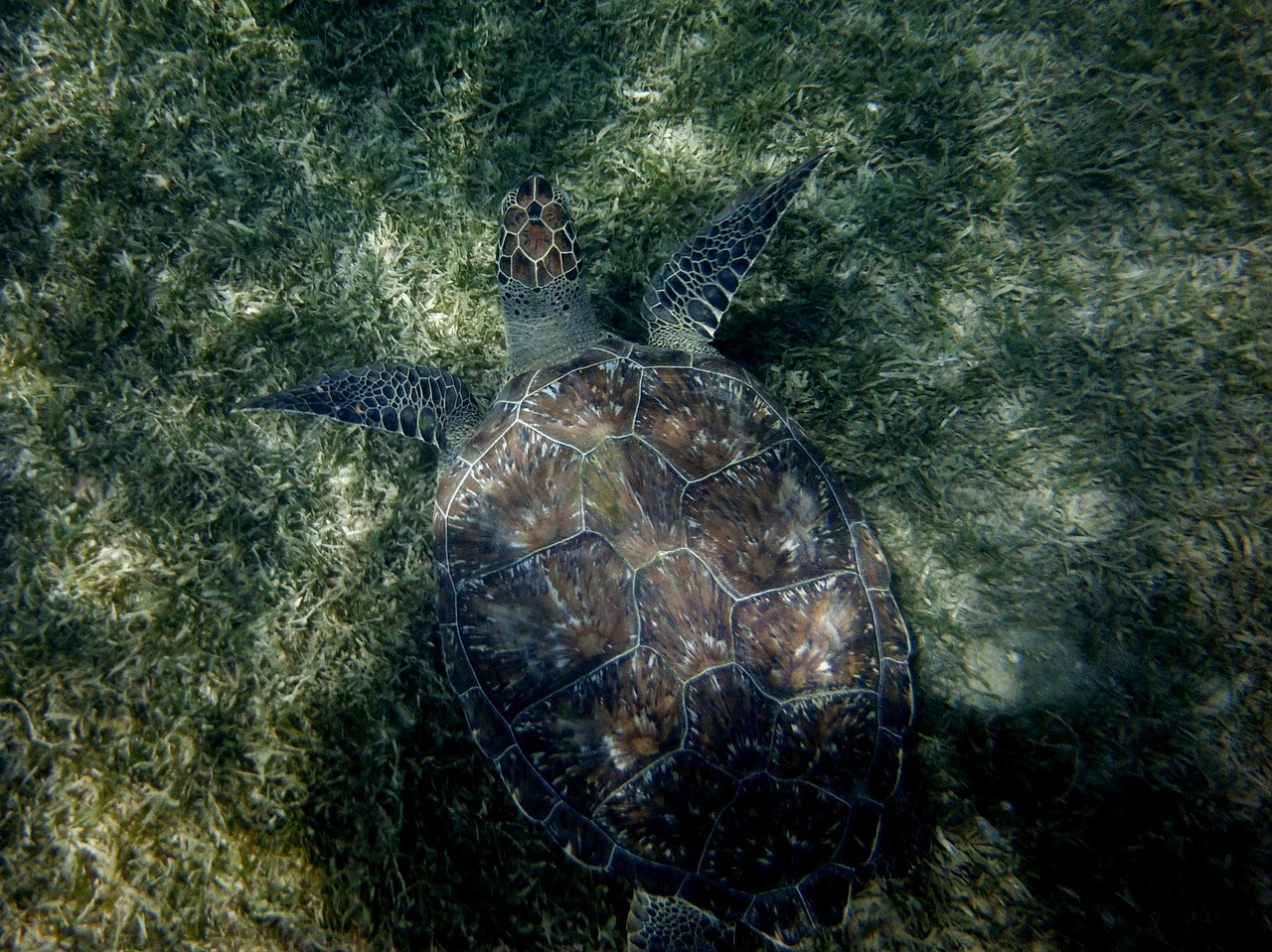 turtle seabed diving free photo