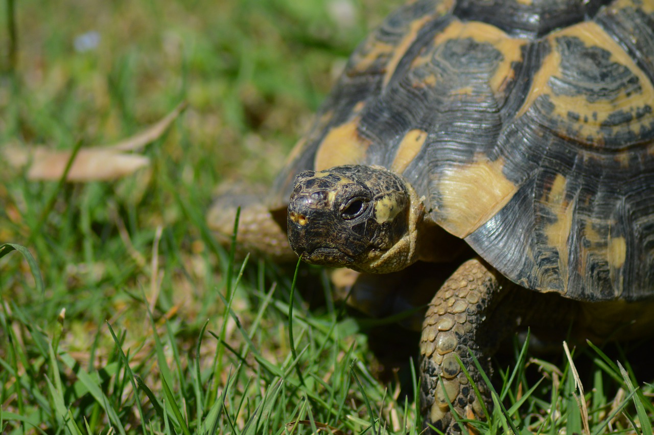 turtle greek tortoise moorish turtle free photo