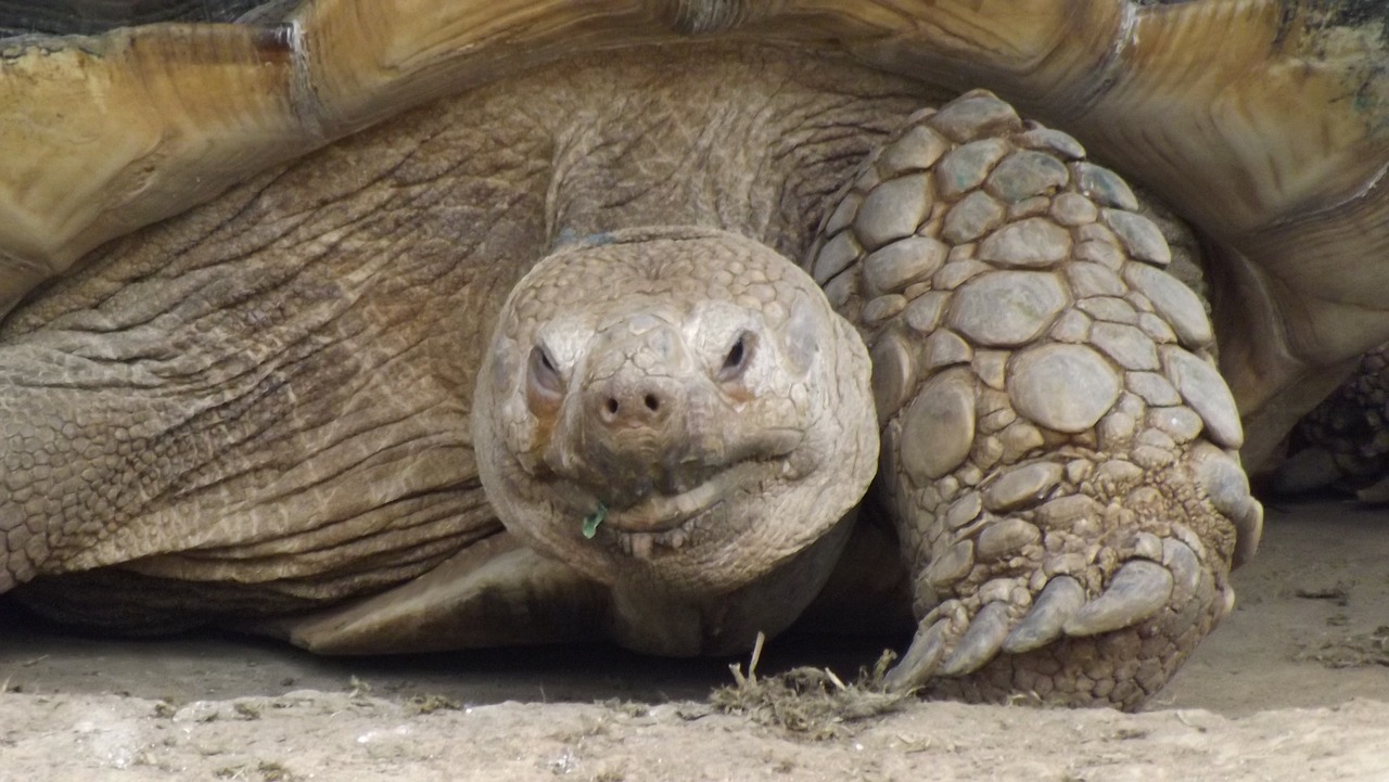 turtle animals zoo free photo