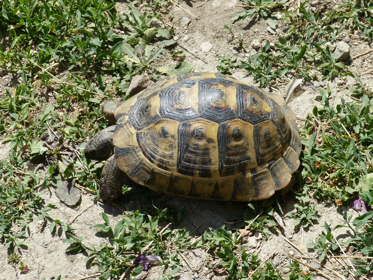 turtle animal grass free photo