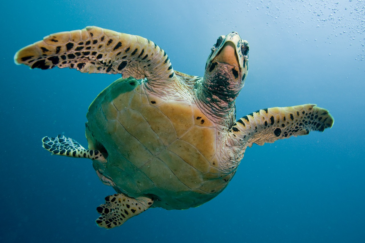 turtle tortoise sea free photo