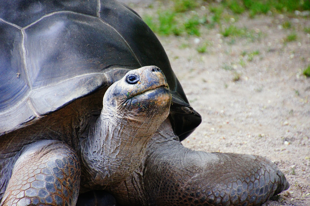turtle giant tortoise panzer free photo