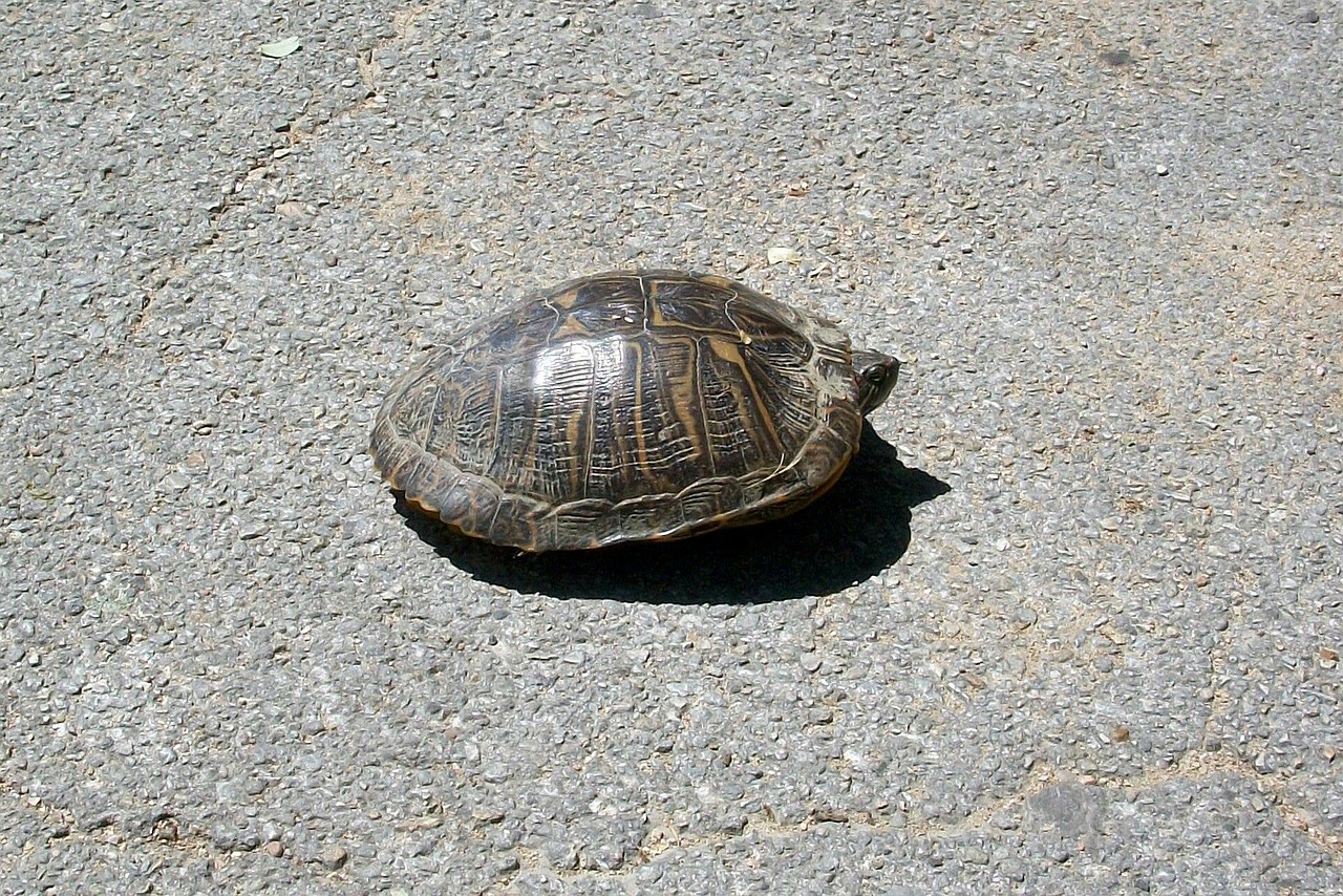 turtle asphalt animal free photo