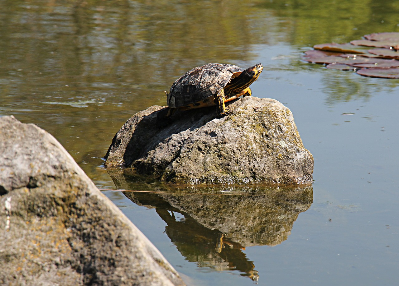 turtle aquatic aquatic animal free photo