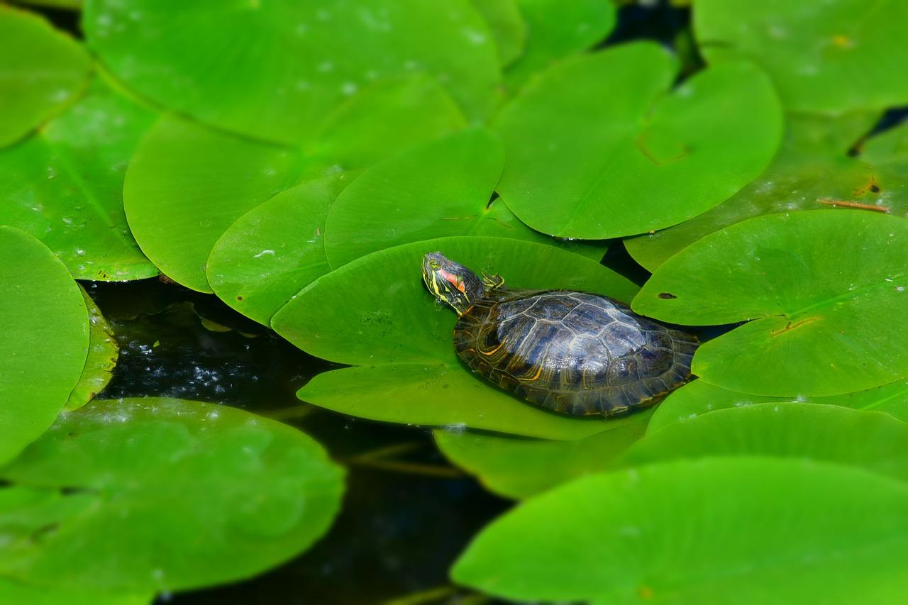 turtle foliage water free photo