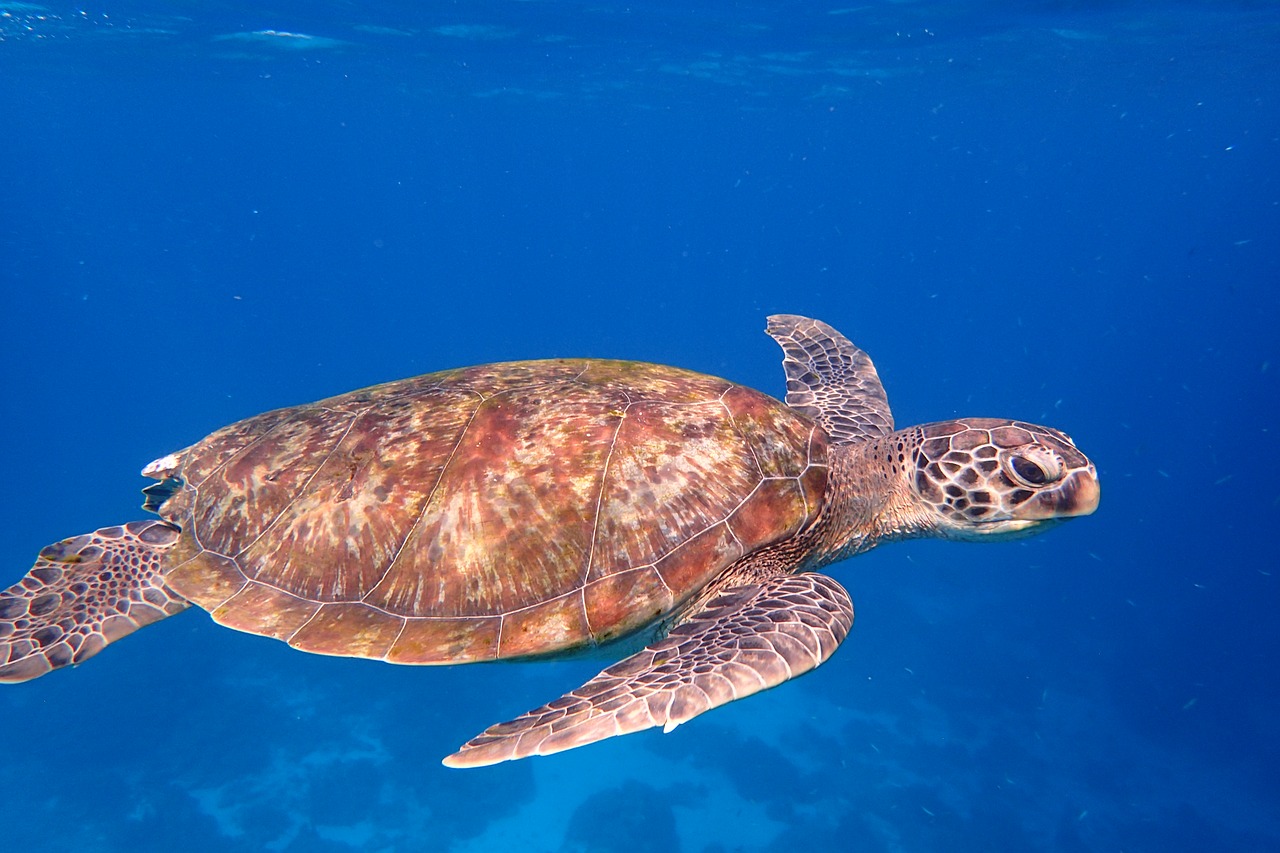 turtle ocean life ocean free photo