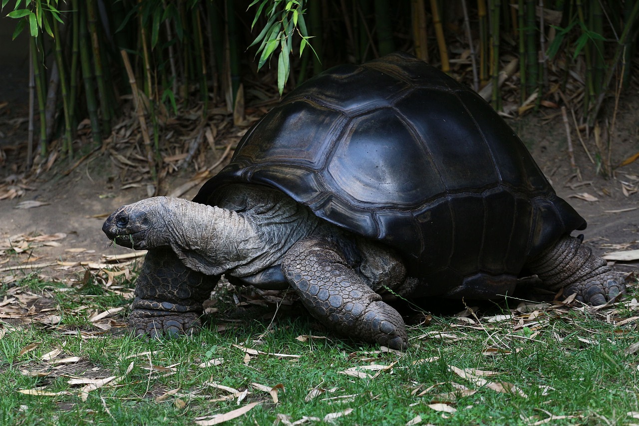 turtle giant tortoise panzer free photo
