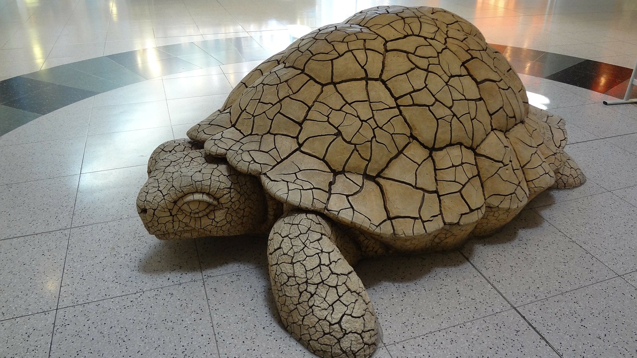 turtle las vegas airport free photo