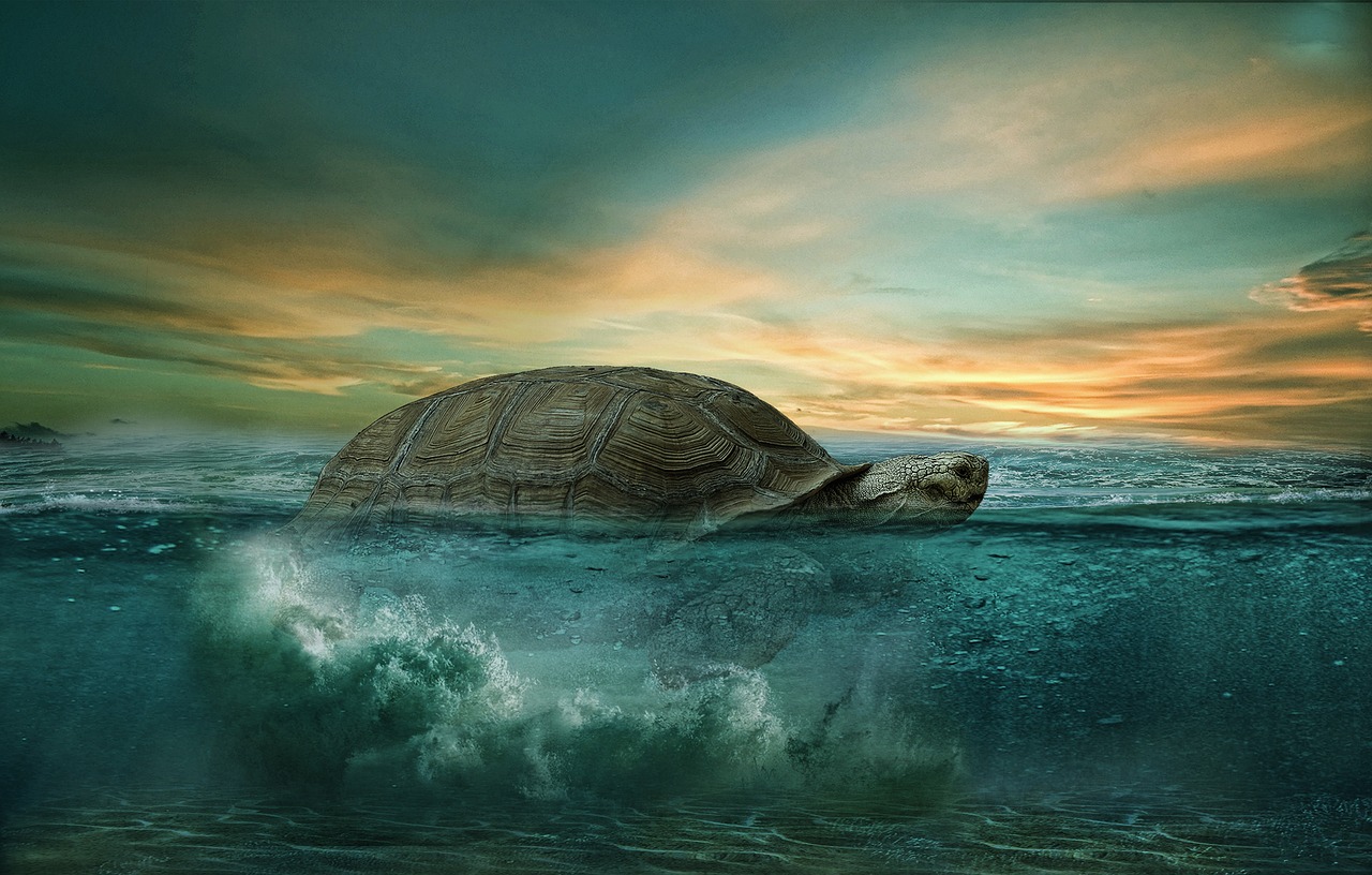 turtle ocean animal free photo