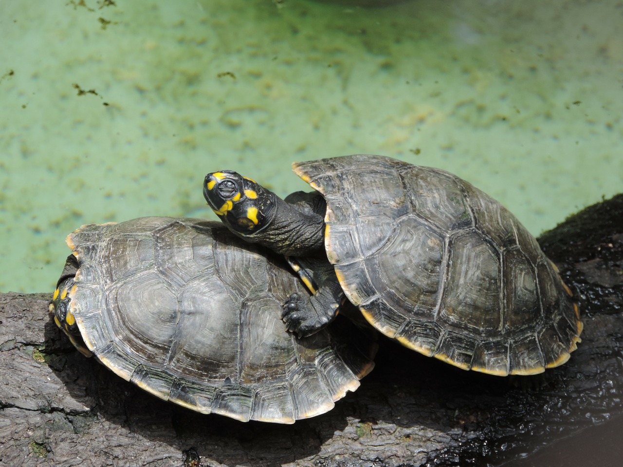 turtle casal couple in nature free photo