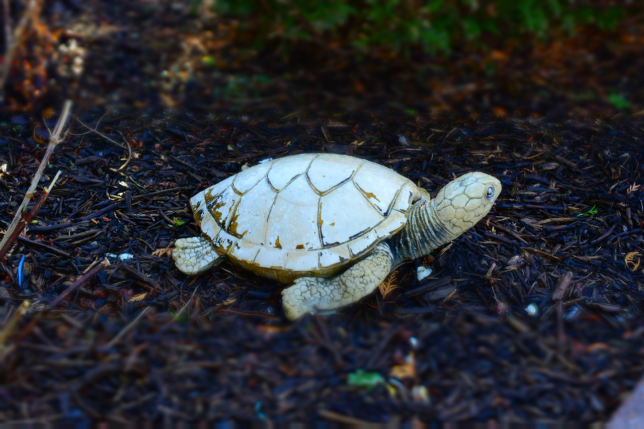 turtle stone front yard free photo