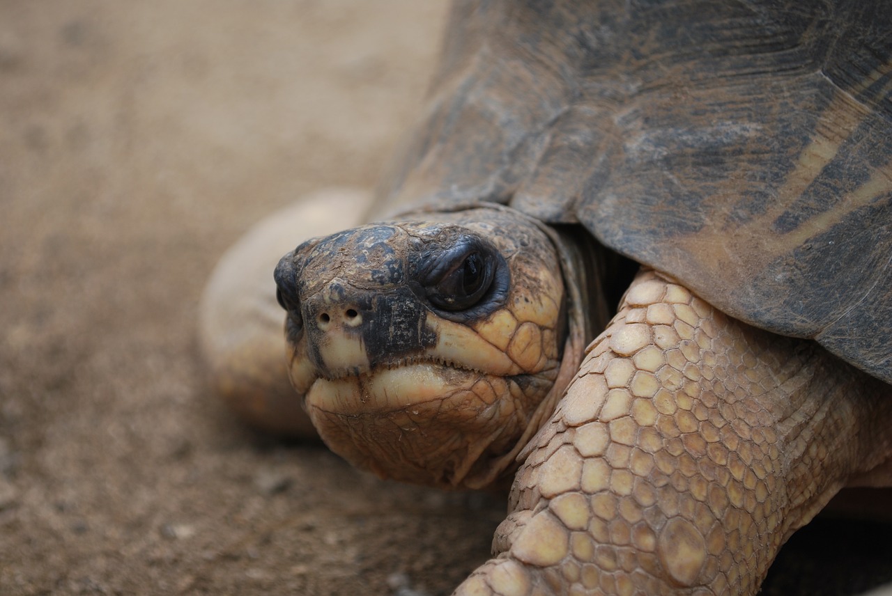 turtle face close free photo