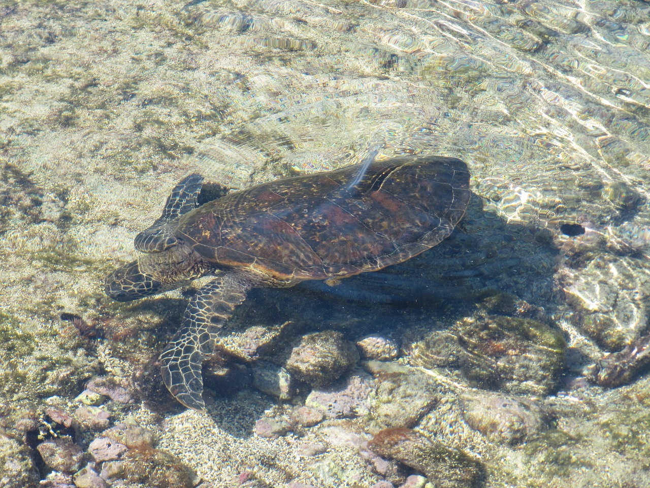 turtle hawaii honu free photo