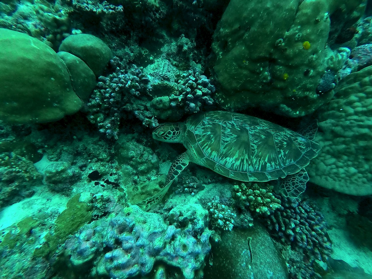 turtle maldives diving free photo