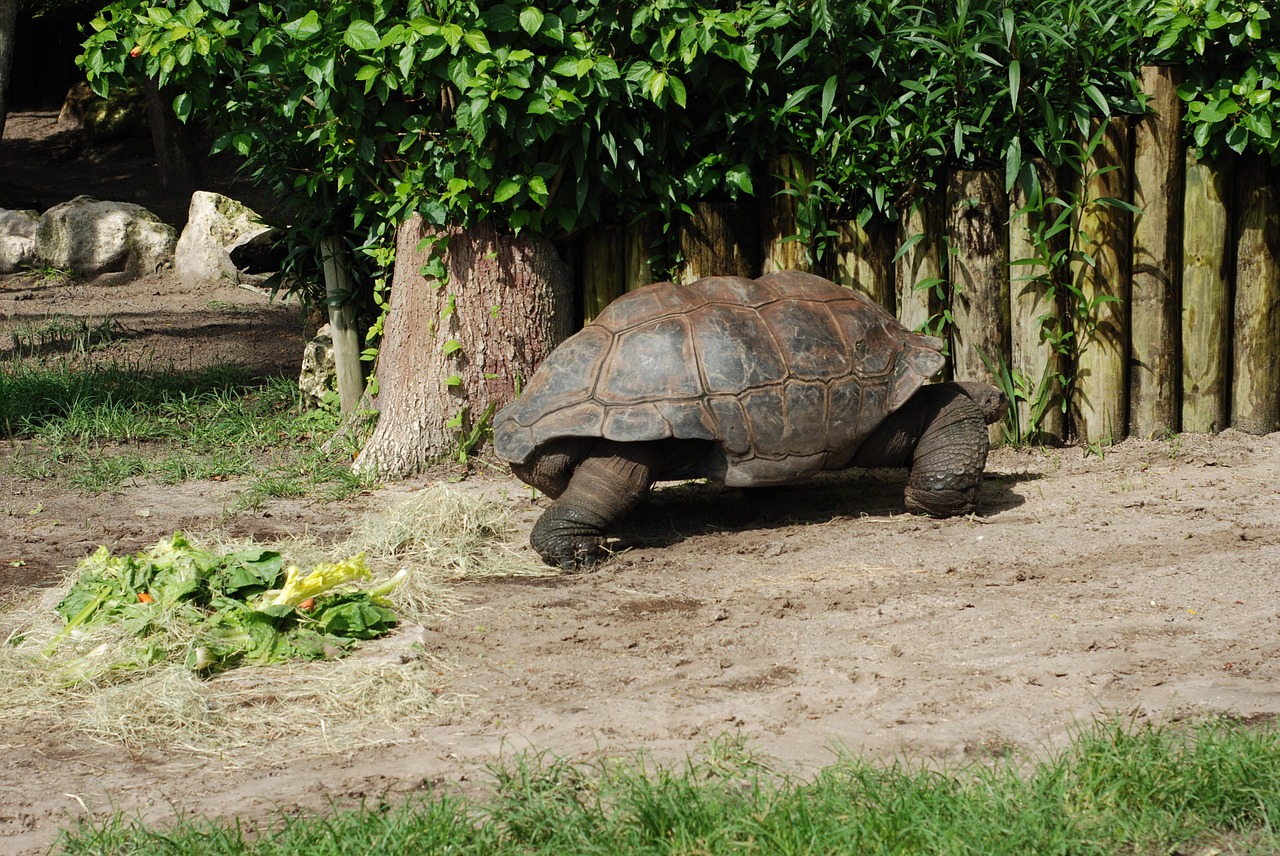 turtle tortoise zoo free photo
