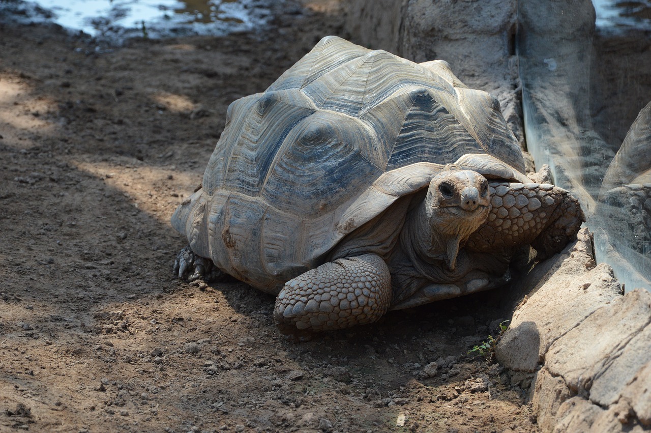 turtle reptile animal free photo