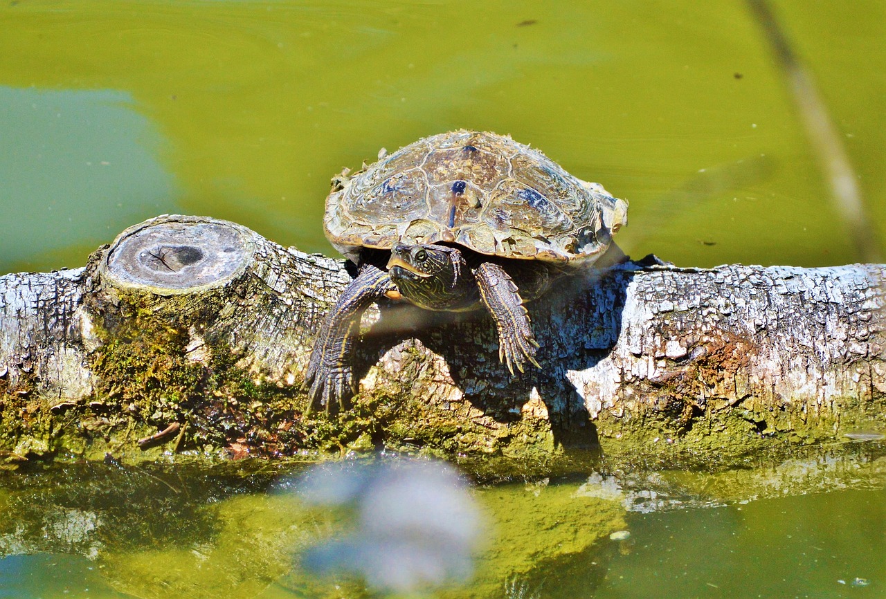 turtle water turtle reptile free photo