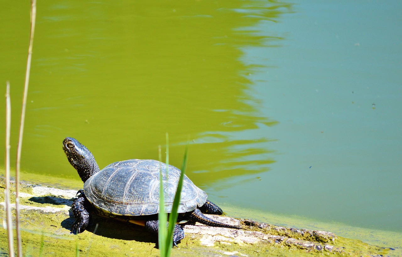 turtle water turtle reptile free photo