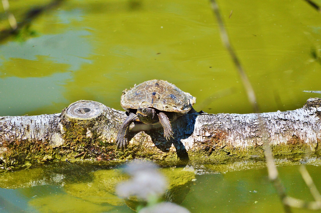 turtle water turtle reptile free photo