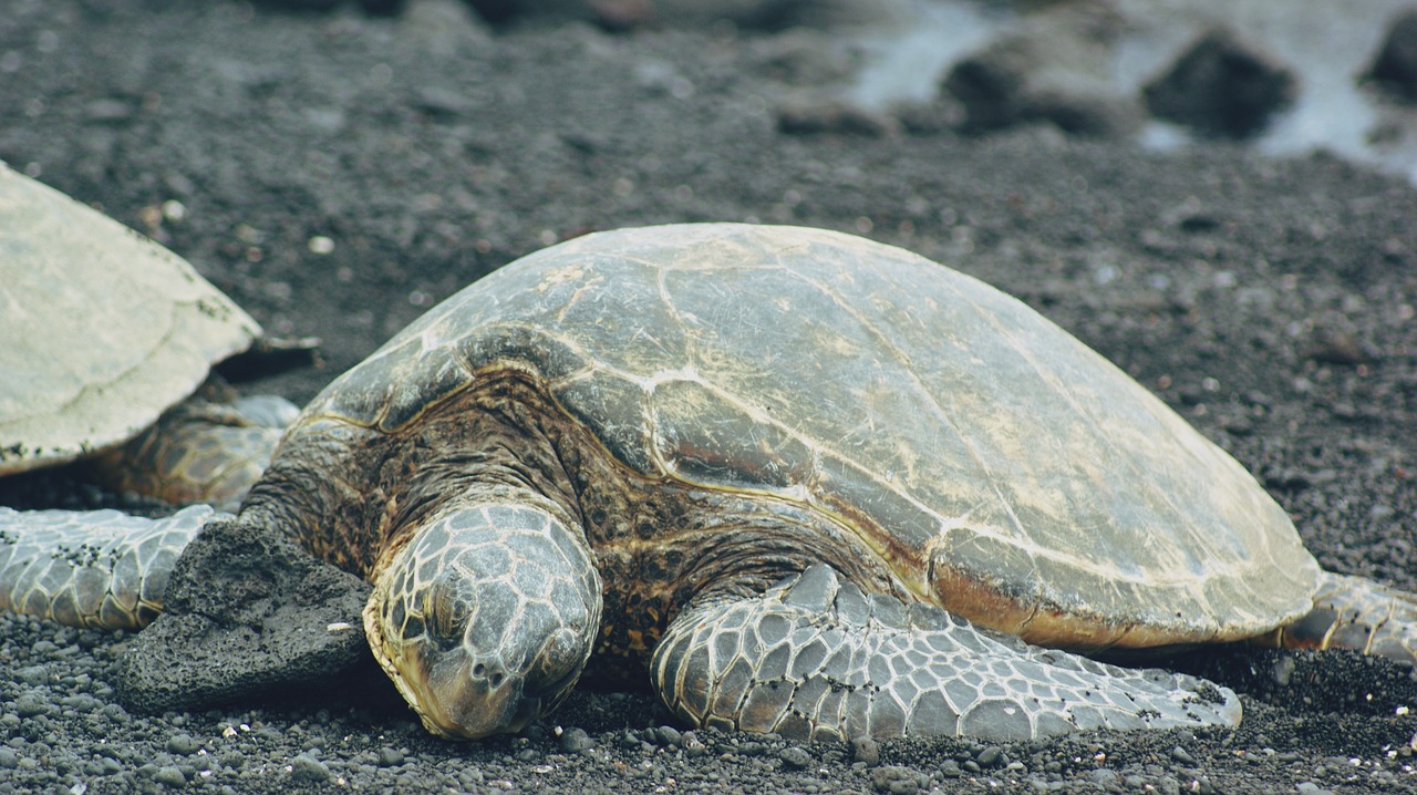 turtle beach black sand free photo