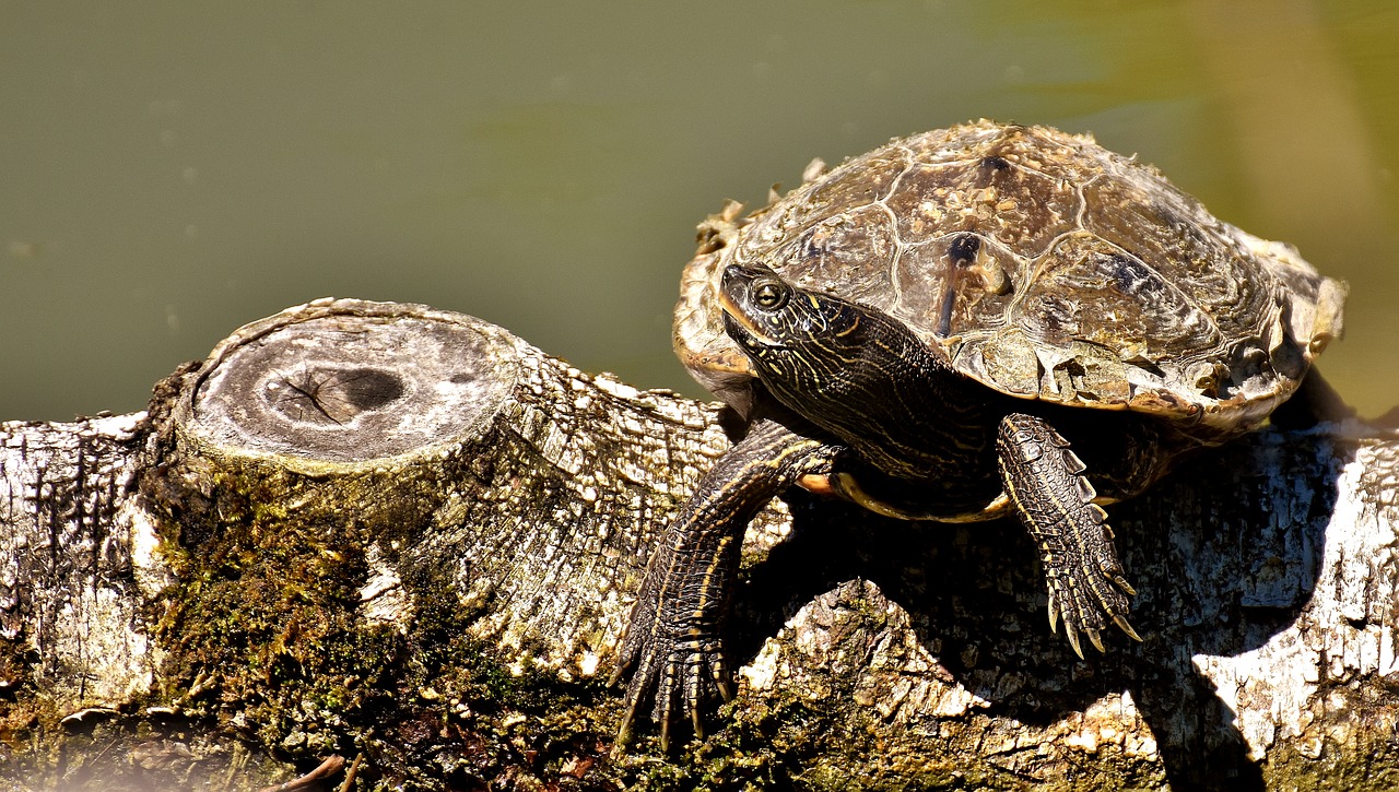 turtle water turtle animal free photo