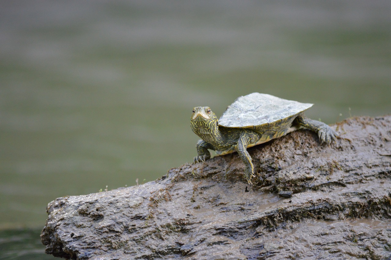 turtle log river free photo