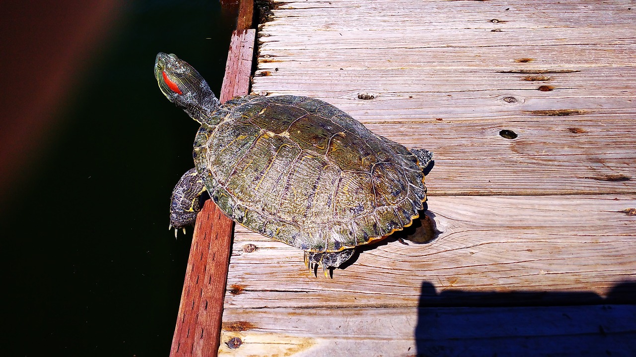 turtle lake in free photo