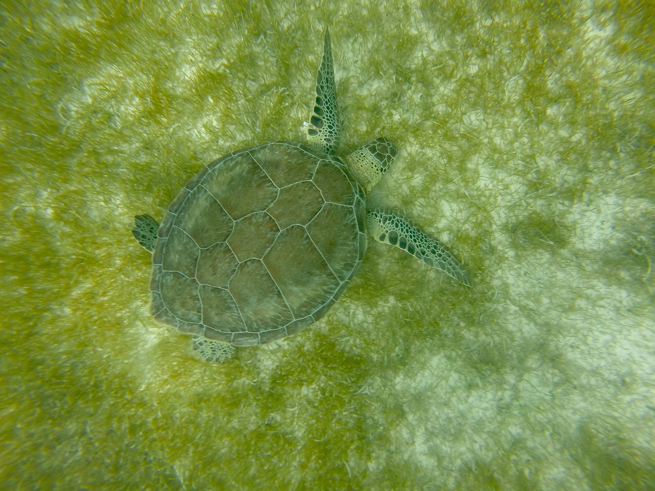 turtle mexico caribbean free photo