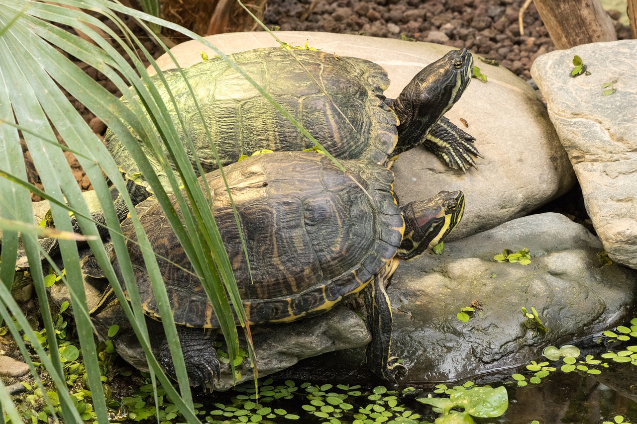 turtle water turtle reptile free photo