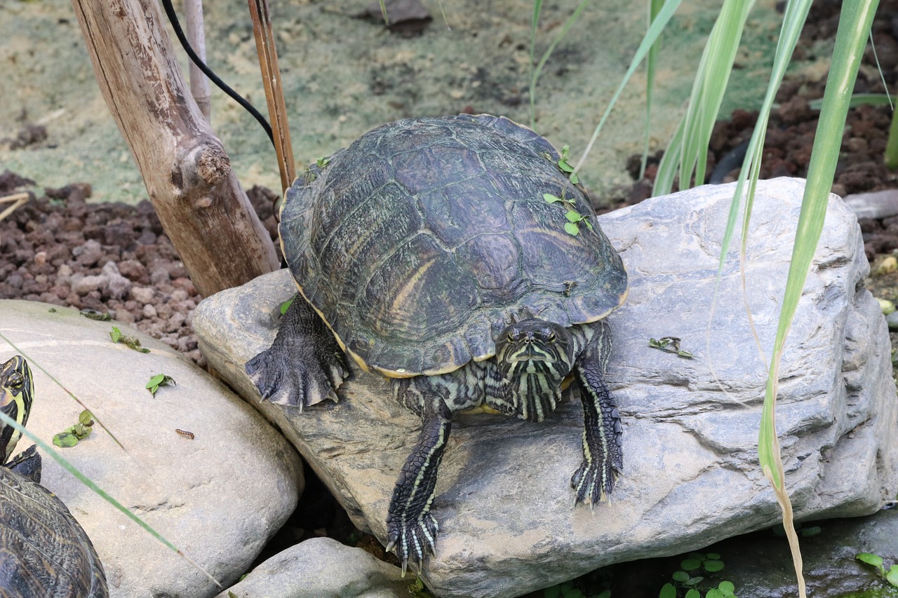 turtle water turtle reptile free photo