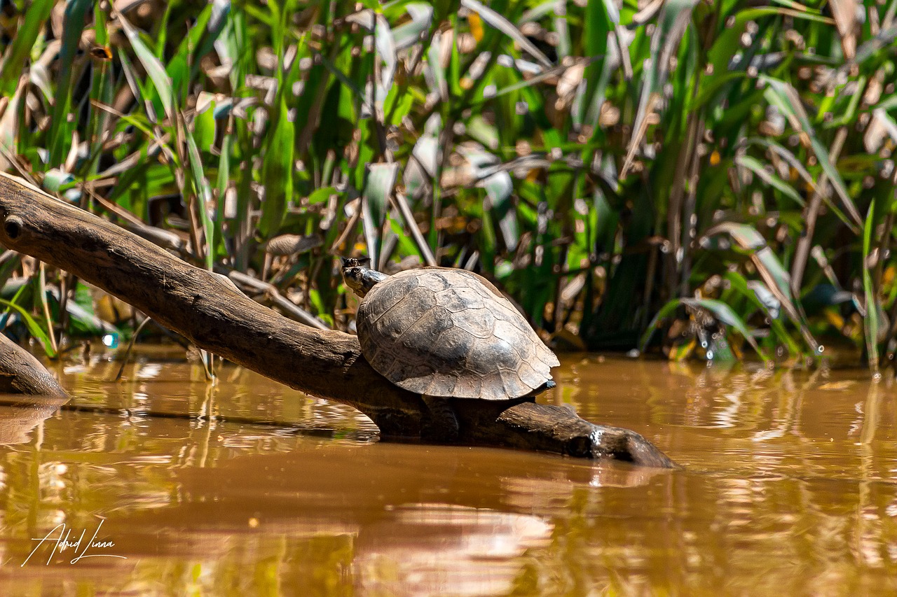 turtle animal charapa free photo