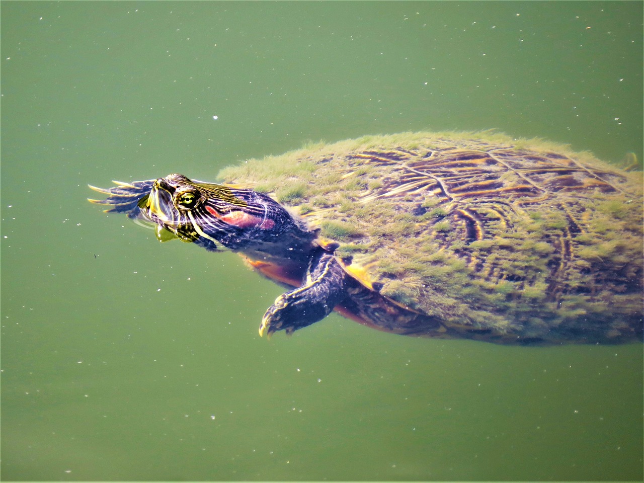 turtle water bright colors free photo